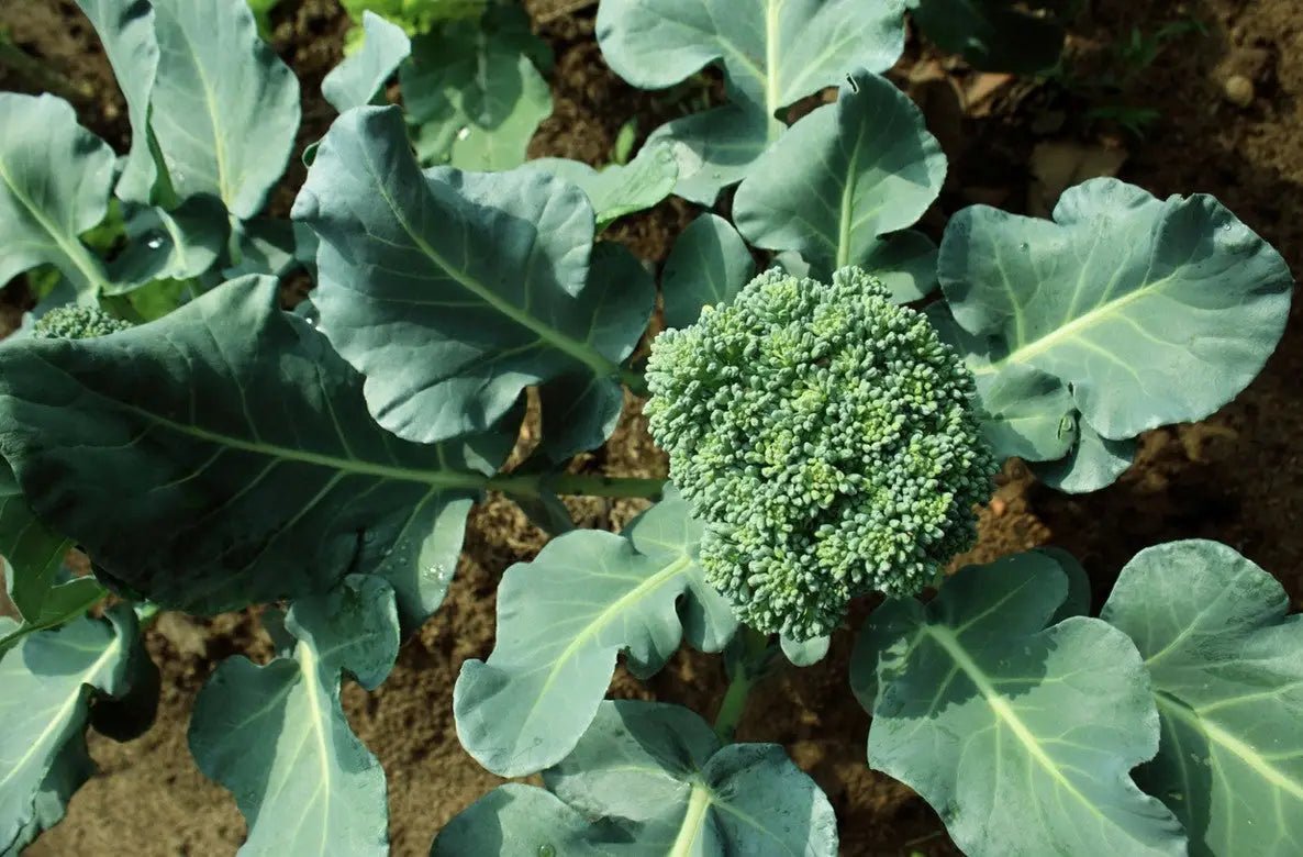 Broccoli Growing Guide: How to Grow Broccoli at Home? - INKBIRD