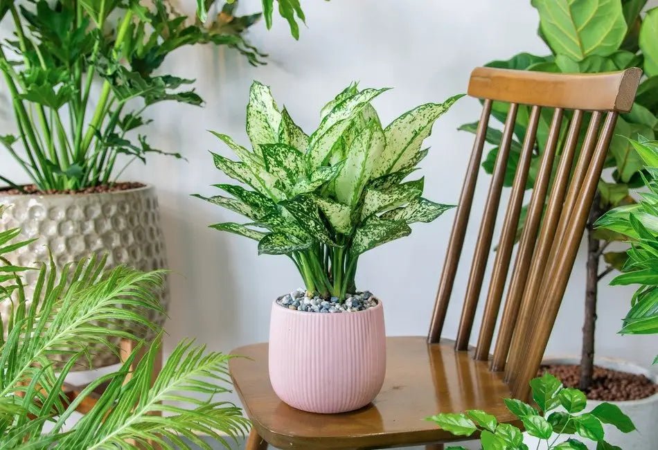 Chinese Evergreen Care Guide: How to Grow, Propagate, and More - INKBIRD