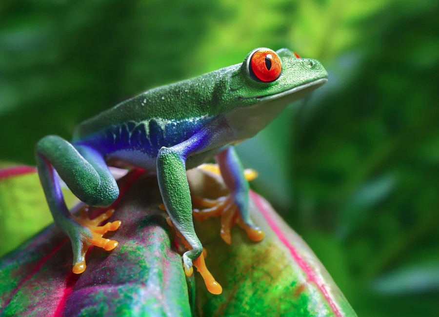 Red-Eyed Tree Frog Care Guide