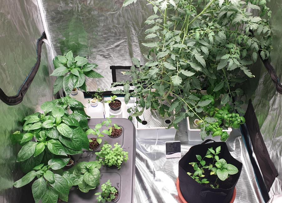 CO2 Controller on Grow Tent